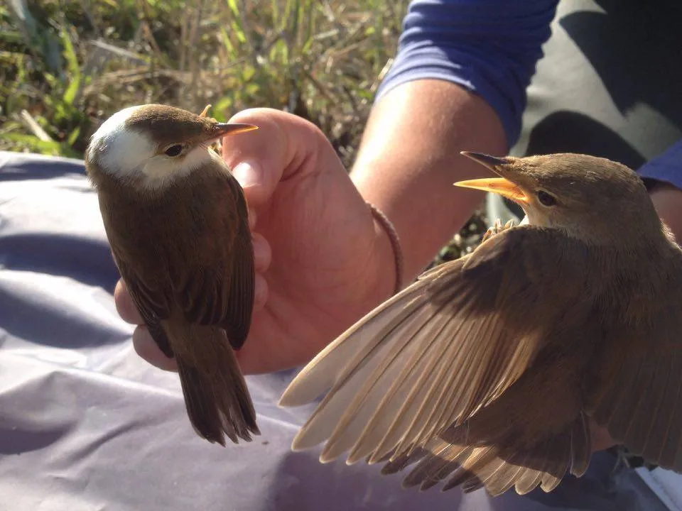 Two birds in the hand