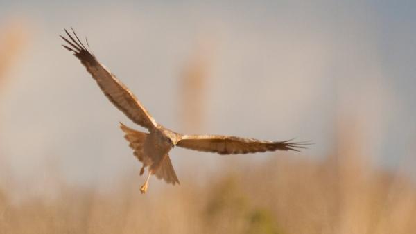 Marsh harrier. Photo Magnus Friberg