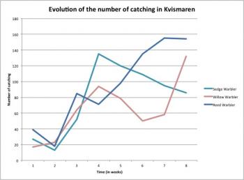 Evolution of catching in Reed, Willow and Sedge Warblers