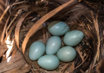 Eggs in starling nestbox.