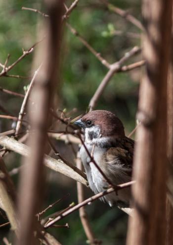 Tree Sparrow (Etienne D.)