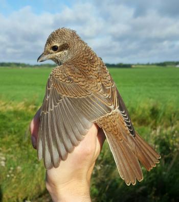 Red-backed Shrike
