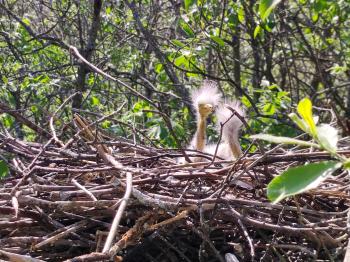 Two Great Egret chicks in their nest at Lake Kvismare. Photo: Niels van der Velde