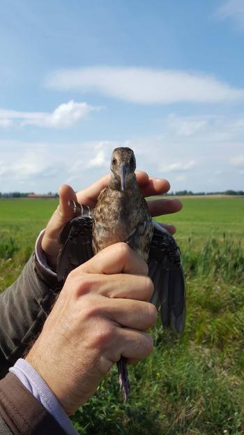 Water Rail