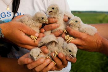 5 Kestrel chicks ringed at a nestbox during the evening by Friberg's team at Söröslätten (photo by Magnus Friberg)