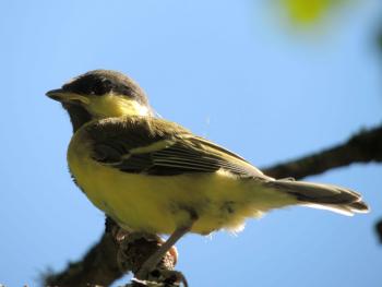 Great tit chick just fledged near a nestbox in Sörön (Photo from Marianne)