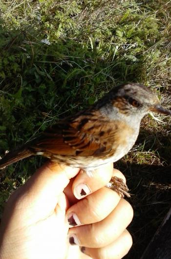 not the best picture of the juvenile dunnock