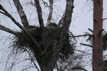 A Great Grey Owl in Great Grey Weather - Photo by Lena Soumpasis