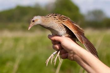 Corn Crake in the afternoon