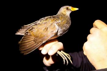 Spotted Crake in the night