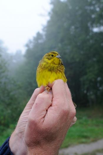 Yellowhammer, photo by Jacob Roved