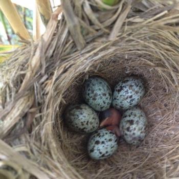 Hatching Great Reed Warbler