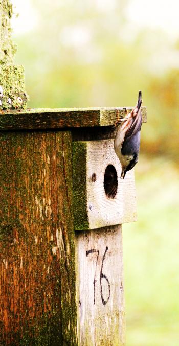 Nötväcka matar otruget i ur och skur sina ungar vid fågelstationen. Foto: Jacob Roved