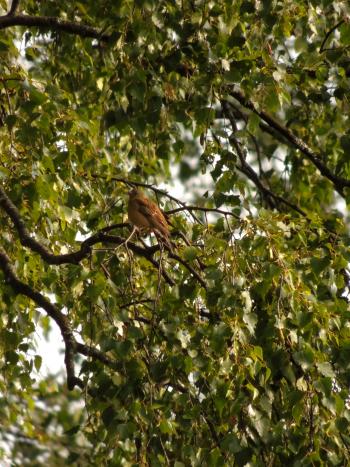The Ortolan male in this picture has food for his chicks in the beak. Photo: Marianne Stoessel