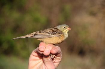 Ortolan (Photo by Torben Langer)