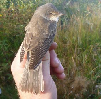 Barred Warbler. photo: MKS