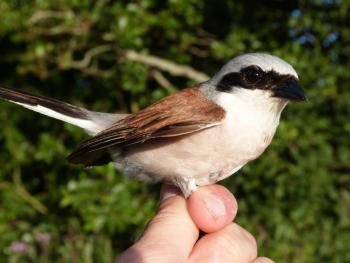 Carlos has ringed lanius collurio this morning; picture. Carlos
