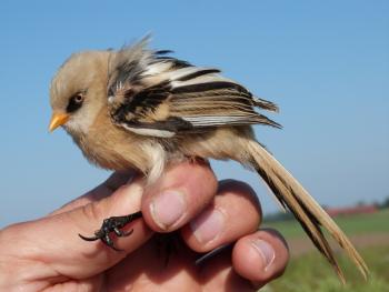 Bearded tit. Photo by Carlos