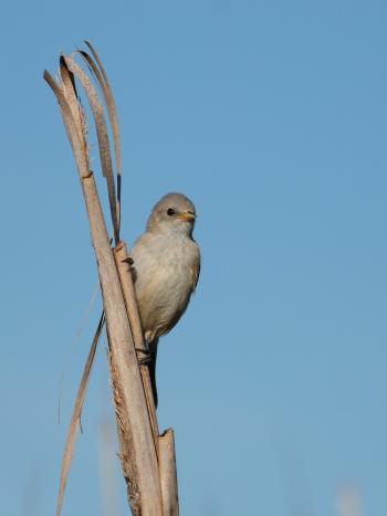 Penduline Tit. Photo by Carlos