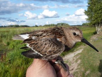 Dunlin. Photo by Carlos Mompó