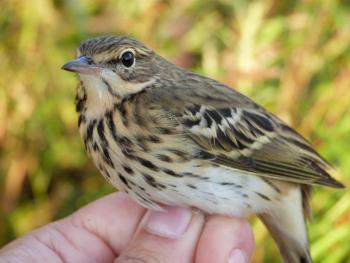 Tree Pipit. Photo by Carlos Mompó