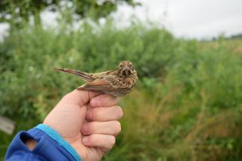 Reed bunting juvenile. (Emberiza schoeniclus)