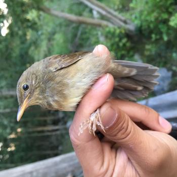 River Warbler