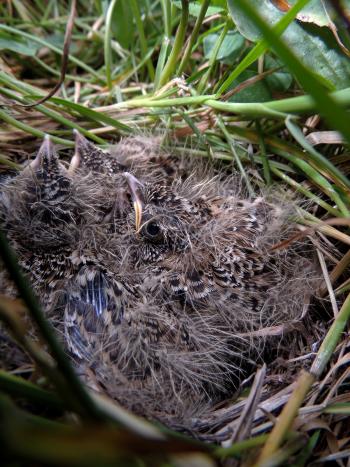 The Skylark nest found in the Eko crops (Photo: Marianne)
