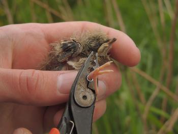 Ringing the Skylark