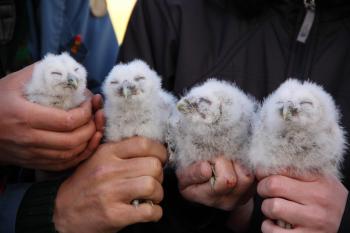 Tawny Owl chicks. Photo: Torben Langer