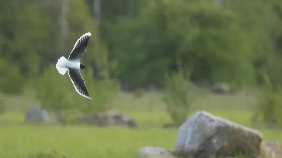 Little gull