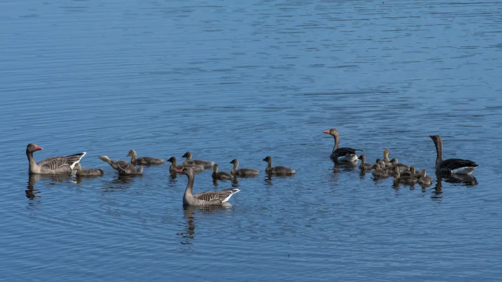 Greylag geese with goslings