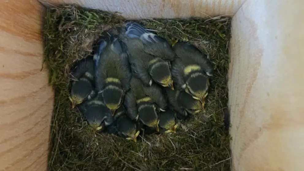 A clutch of blue titanium nestlings in a nest box.